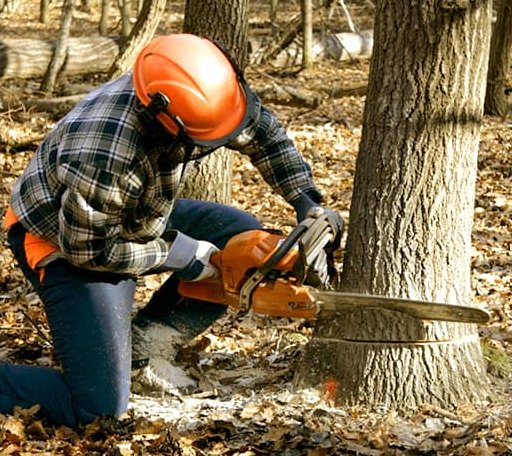 Tree Removal in North Haven, ME
